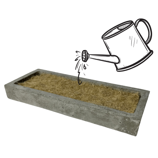 Gießkanne bewässert das die Hanfmatte in der Anzuchtschale