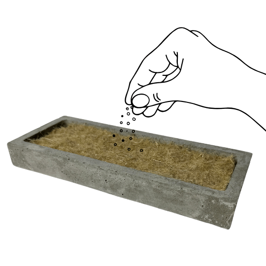 Hand streut Saatgut auf feuchte Hanfmatte in der Anzuchtschale