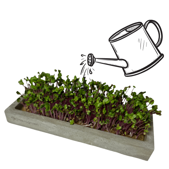 Gießkanne bewässert Microgreens Starterset während des Wachstums