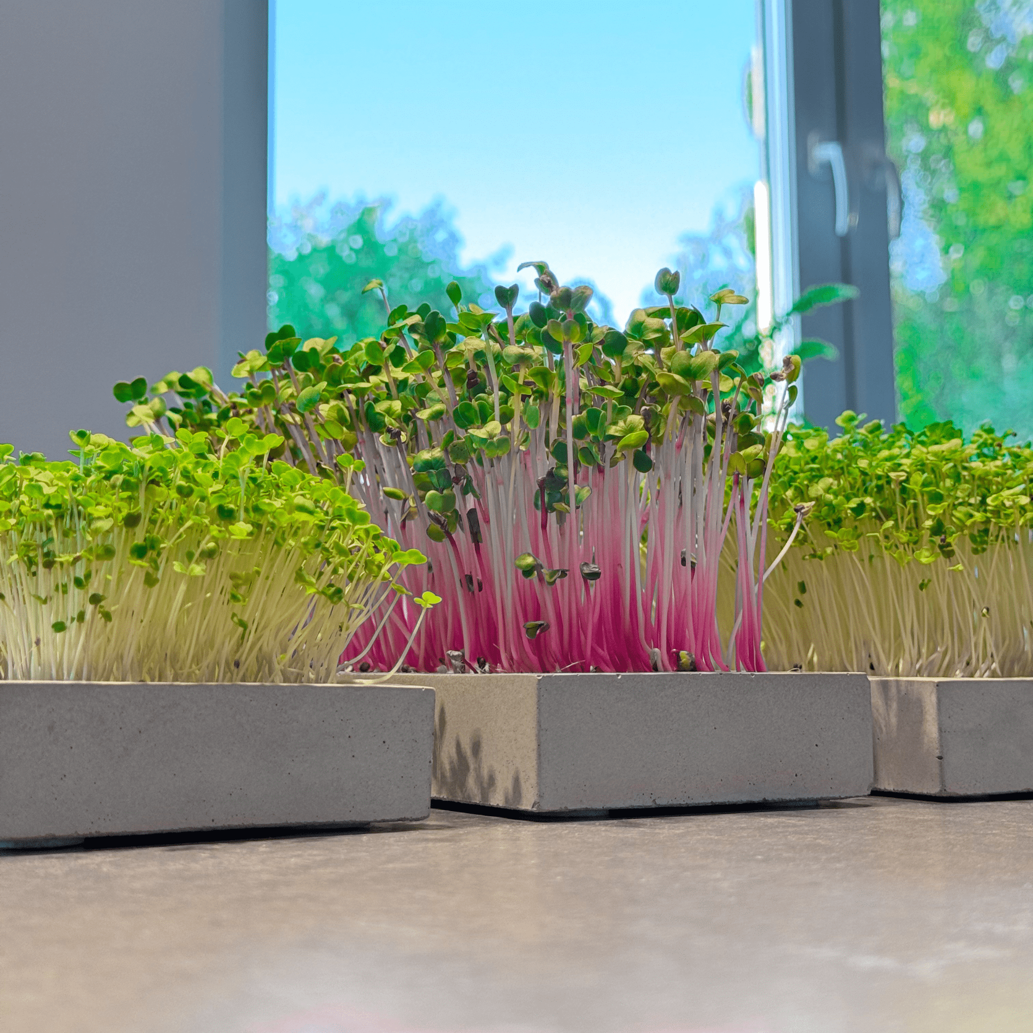 Drei Microgreen Startersets von Mikrogruen auf der Fensterbank