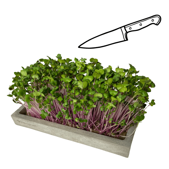 Ein Messer über dem ausgewachsenen Microgreens Starterset