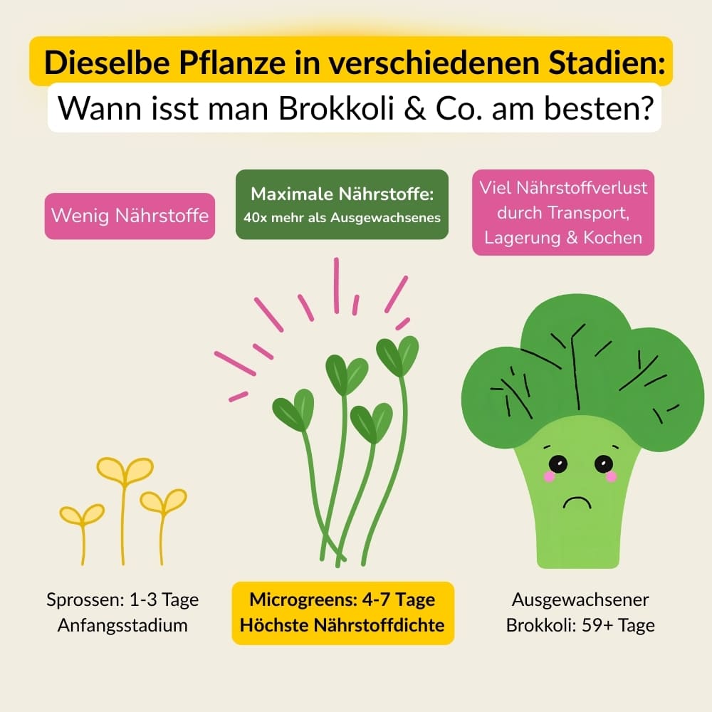 Microgreens Starter-Set