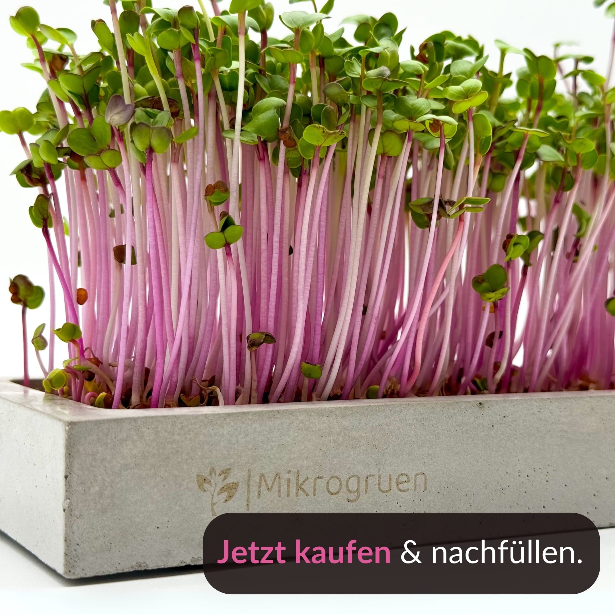 Microgreens Nachfüllset