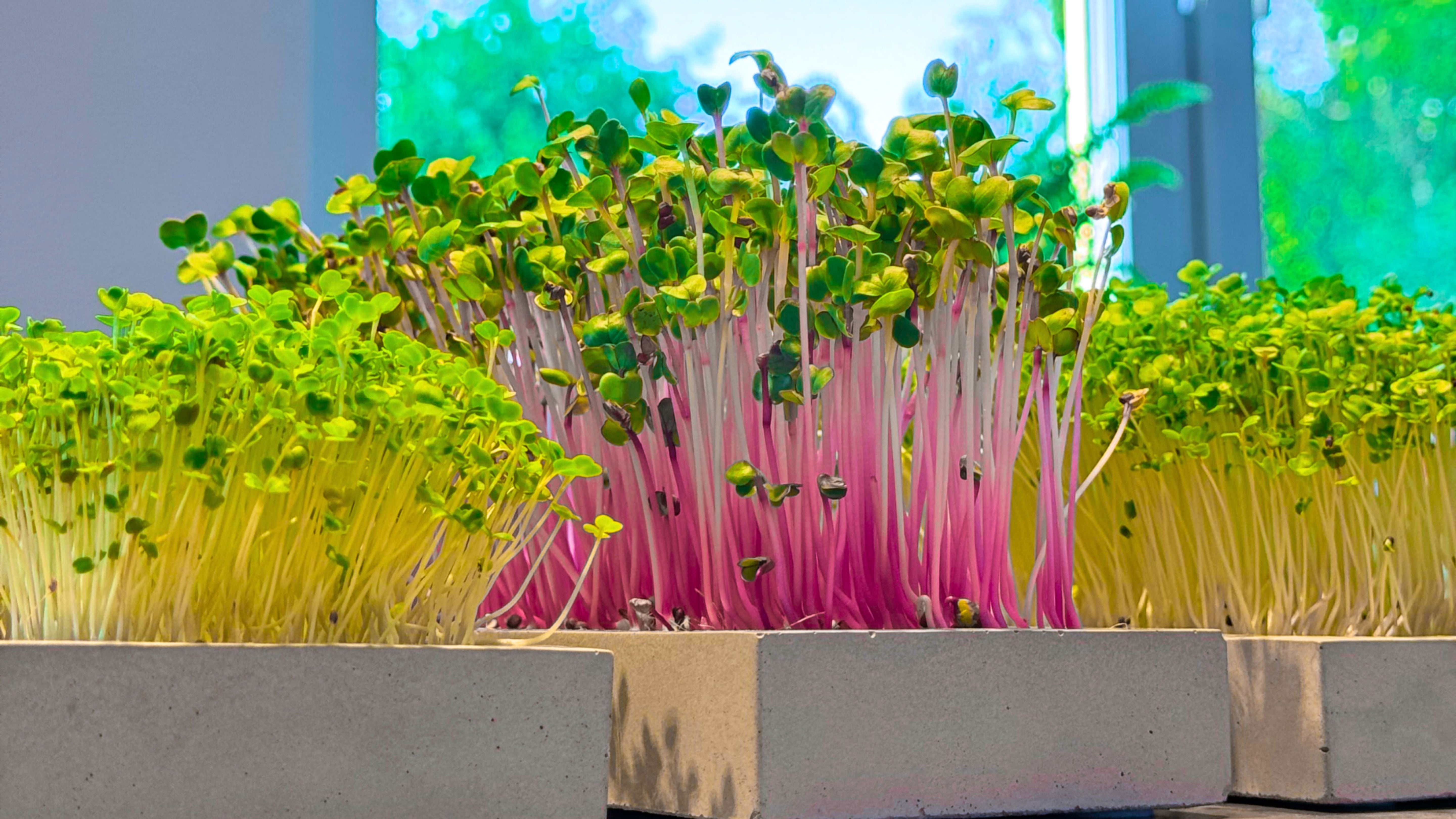 Drei MiKrogruen Microgreens Sets nebeneinander vor einem Fenster