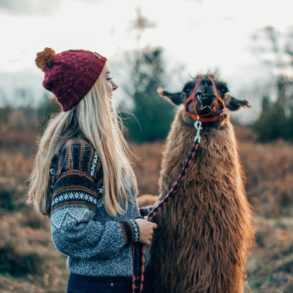 Eine blonde Frau mit Pullover und roter Mütze lacht das Alpaka an